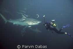 tiger shark dive off umkomass,durban,south africa by Parvin Dabas 